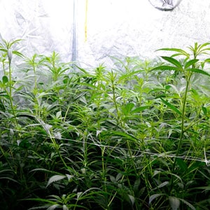 before super cropping marijuana plants