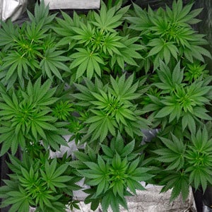 36 days flowering marijuana plants 1