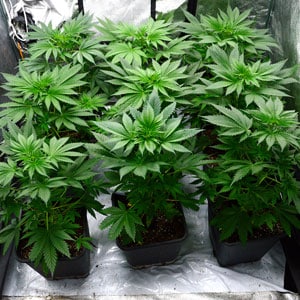 36 days flowering marijuana plants 2