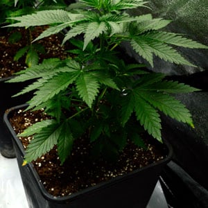 37 days marijuana plants 3 gallon pot