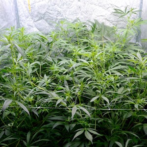 Flowering marijuana plants day 38 side view