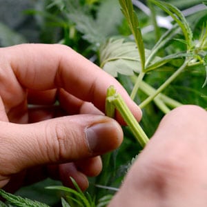 Marijuana super cropping broken stem
