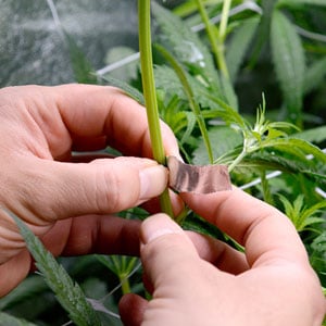 Marijuana super cropping fixing the step with a tape