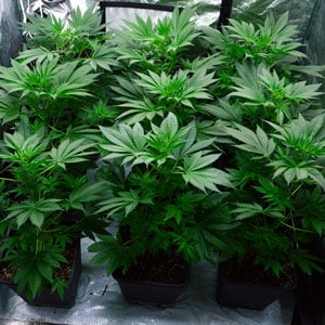38 days flowering marijuana plants 2
