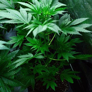38 days flowering marijuana plants 3