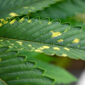 Fungus gnat damage on marijuana leaves