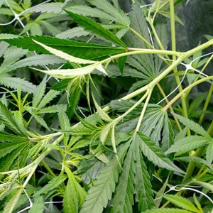 marijuana super cropping day 1