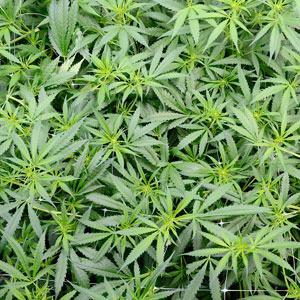 Flowering marijuana plants day 40 top view