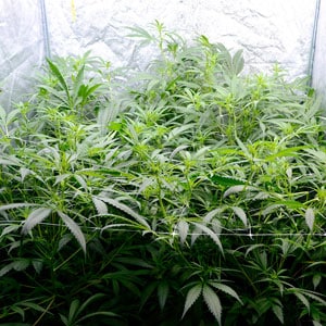 Flowering marijuana plants day 40 side view