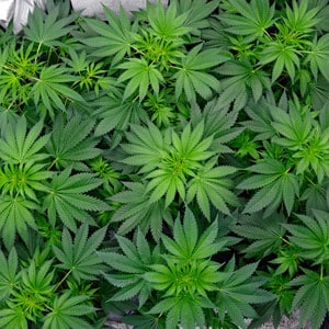 40 days flowering marijuana plants 1