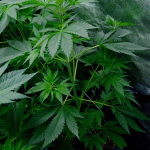 40 days flowering marijuana plants 3