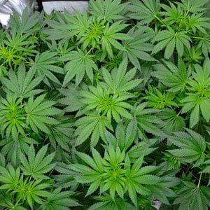 43 days flowering marijuana plants 1