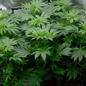 43 days flowering marijuana plants 2