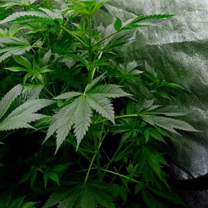 43 days flowering marijuana plants 3