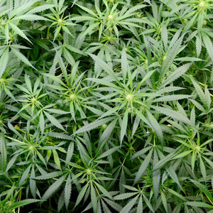 Flowering marijuana plants day 45 top view