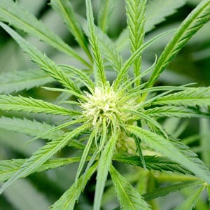marijuana plants day 45 small bud