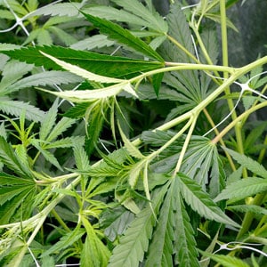 Marijuana super cropping broken stem day 1