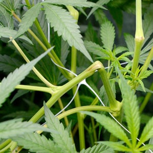 Marijuana super cropping broken stem day 3