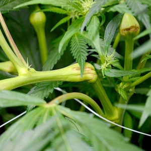 Marijuana super cropping broken stem day 5