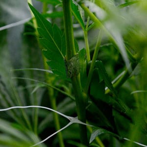 Marijuana super cropping broken stem coming alive