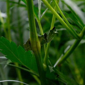 Marijuana super cropping broken stem tape removed