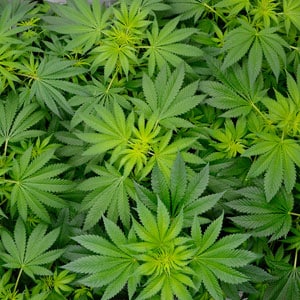 45 days flowering marijuana plants 1