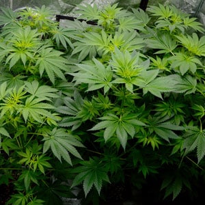 45 days flowering marijuana plants 2