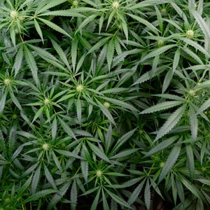 Flowering marijuana plants day 47 top view