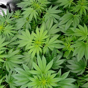 47 days flowering marijuana plants 1