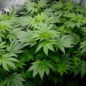 47 days flowering marijuana plants 2