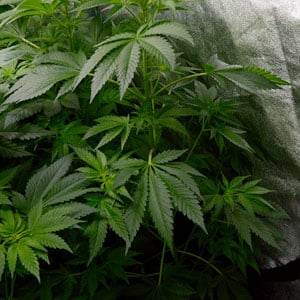 47 days flowering marijuana plants 3
