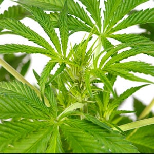 47 days flowering marijuana plants 4