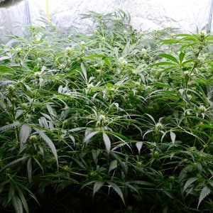 Flowering marijuana plants day 50 side view