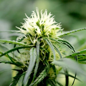 Flowering marijuana plants day 50 close up
