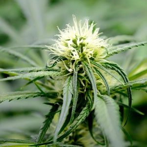 day 50 marijuana bud with white hairs 