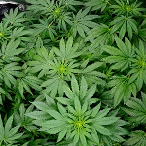 50 days marijuana flowering top view
