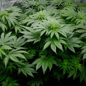 50 days marijuana flowering side view
