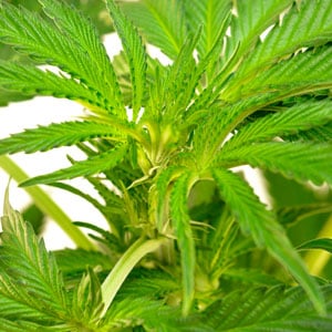 50 days marijuana flowering close up view