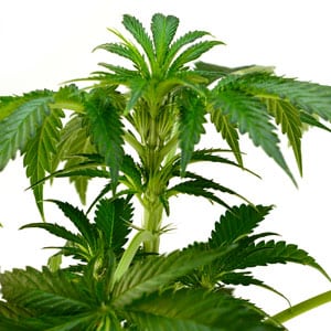 Marijuana plant 50 days old