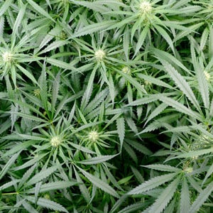 Flowering marijuana plants day 52 top view