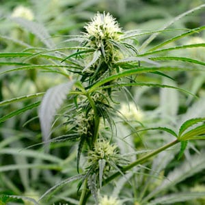 52 days marijuana thick stem
