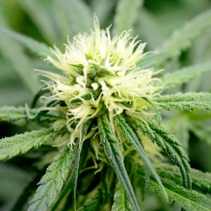 52 days marijuana bud close up