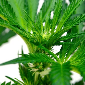 52 days marijuana flowering top view