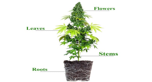 Marijuana plants anatomy 