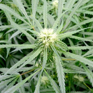 flowering stage of marijuana