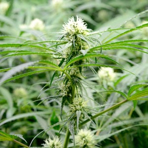 healthy growth on marijuana bud