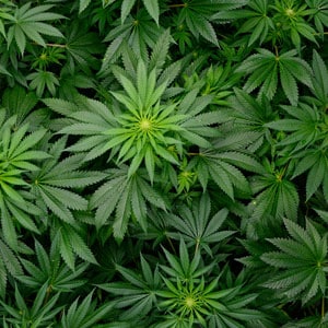 54 days marijuana flowering top view