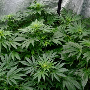 54 days marijuana flowering top view