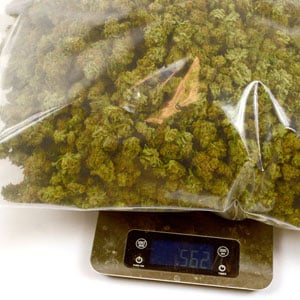 562 grams of marijuana buds