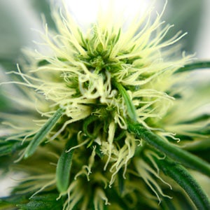 57 days marijuana flowering macro view